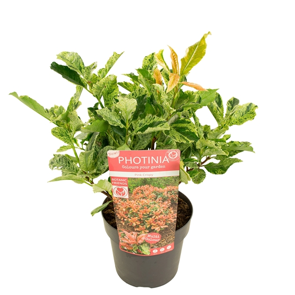 Photinia Serratifolia Pink Crispy