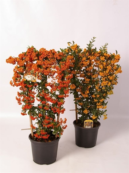 Pyracantha Spalier Mix