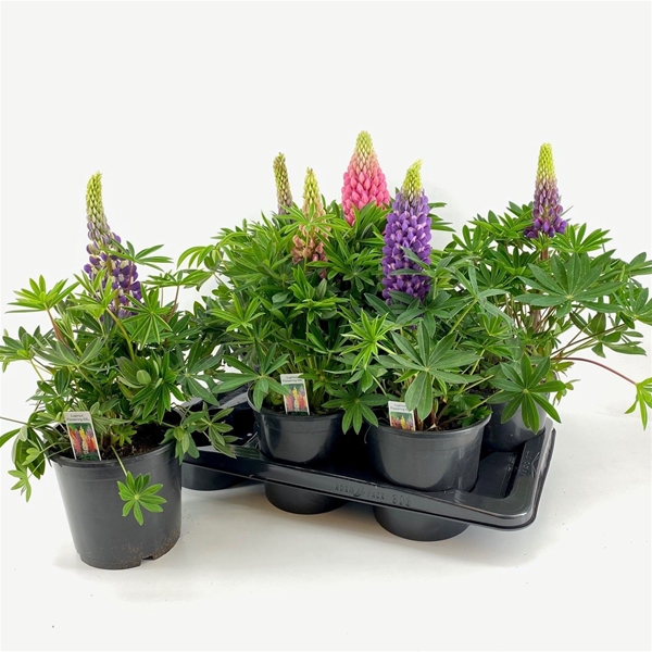 Lupine Longlife Flowering