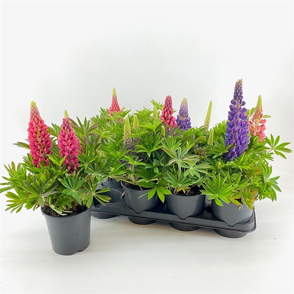 Lupine Longlife Flowering