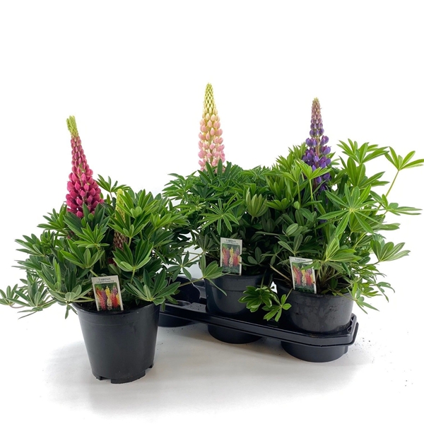 Lupinus Longlife Mixlage
