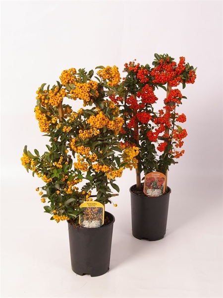Pyracantha Spalier Mix