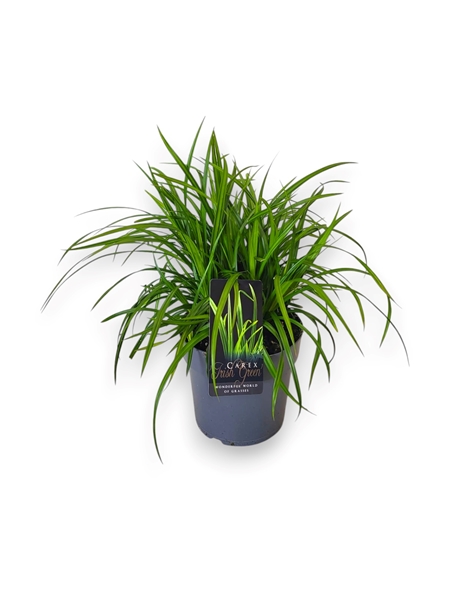Carex Morrowii Irish Green