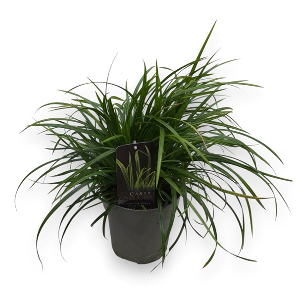 Carex Morrowii Irish Green