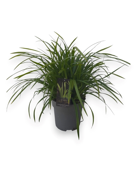 Carex Morrowii Irish Green
