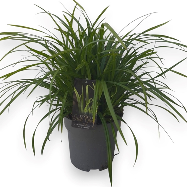 Carex Morrowii Irish Green