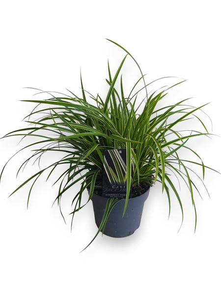 Carex Morrowii Ice Dance