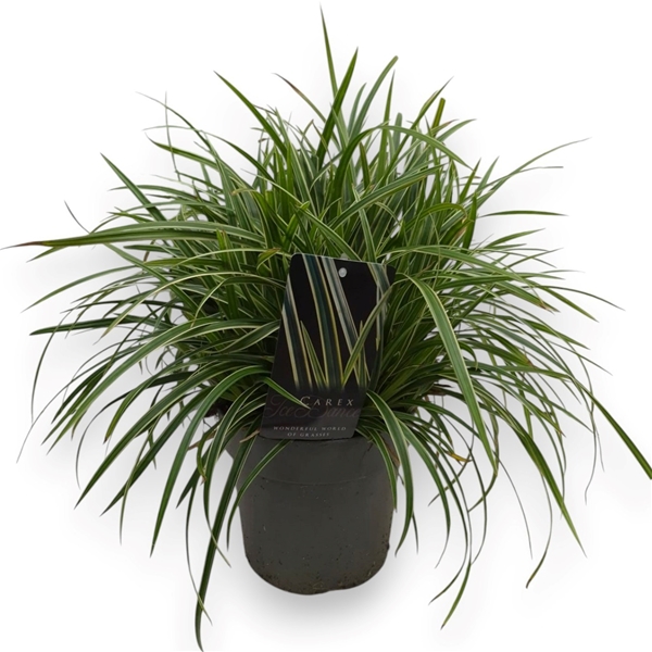 Carex Morrowii Ice Dance
