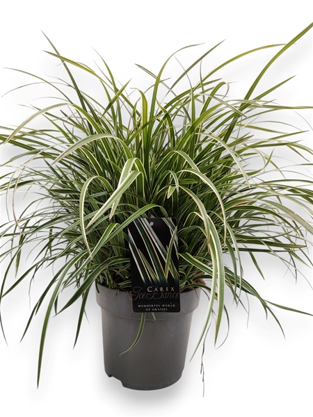 Carex Morrowii Ice Dance