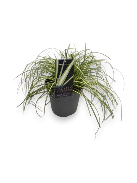 Carex Oshimensis Evergold