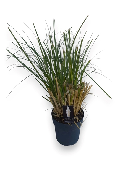 Cortaderia Selloana Pumila