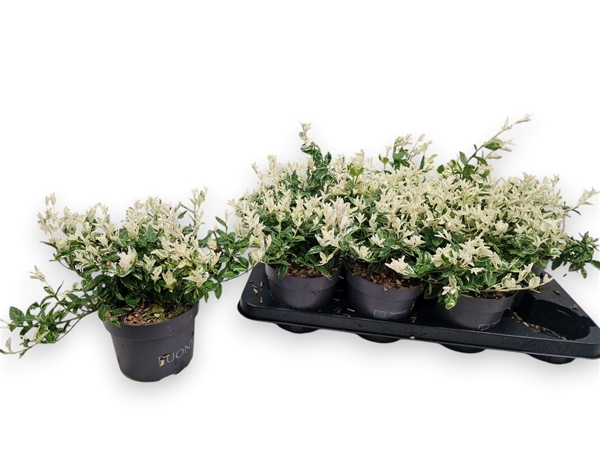 Euonymus Fortunei Harlequin