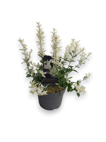 Euonymus fortunei Harlequin