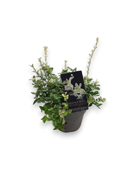 Euonymus fortunei Harlequin