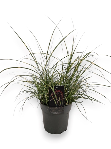 Miscanthus Sinensis Little Zebra