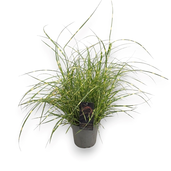 Miscanthus Sinensis Little Zebra