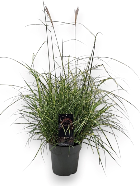Miscanthus Sinensis Little Zebra