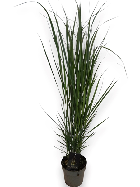 Panicum Virgatum Northwind