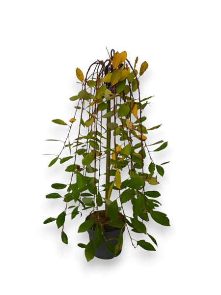 Salix Caprea Kilmarnock Stam-60cm