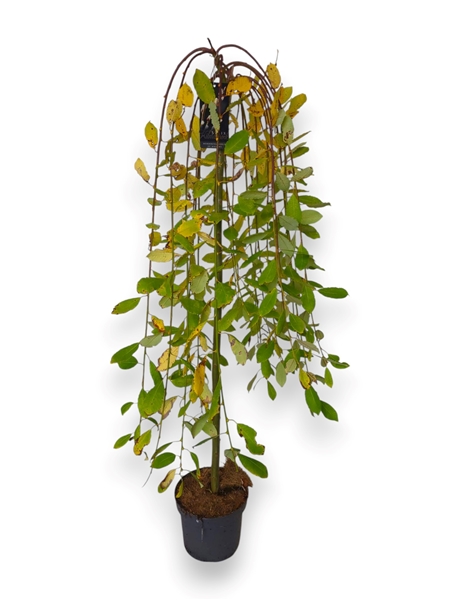 Salix Caprea Kilmarnock Stam-110cm
