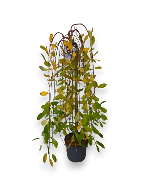 Salix Caprea Kilmarnock Stam-80cm