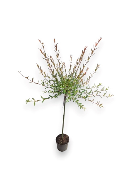 Salix Integra Hakuro Nishiki Stam-60cm