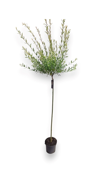 Salix Integra Hakuro Nishiki Stam-110cm