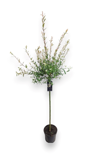 Salix Integra Hakuro Nishiki Stam-80cm