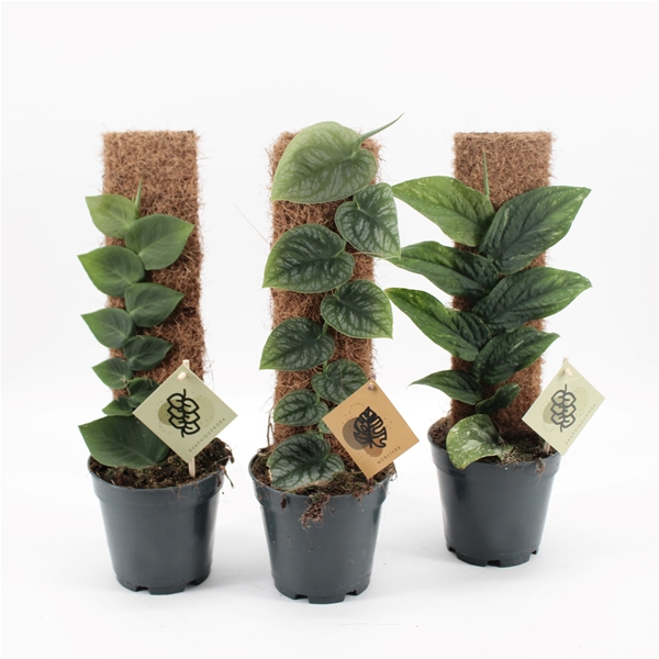 Monstera Dubia & Rhaphidophora Mix