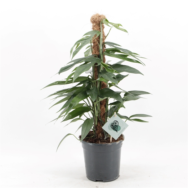 Epipremnum Pinnatum Baltic Blue Mosstab