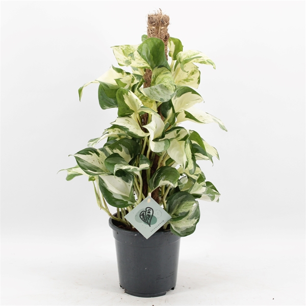 Epipremnum Manjula Mosstab