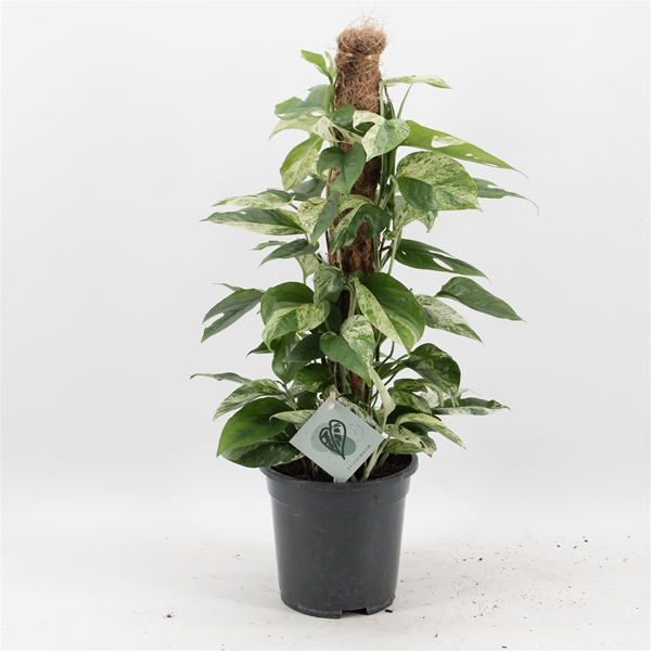 Epipremnum Pinnatum Marble Variegata Mosstab