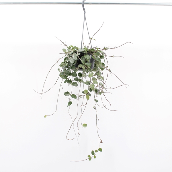 Hoya Mathilde Splash