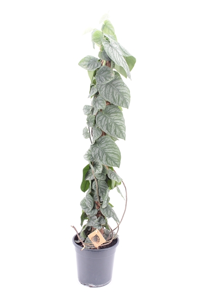 Monstera Dubia