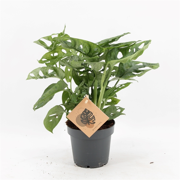 Monstera Obliqua