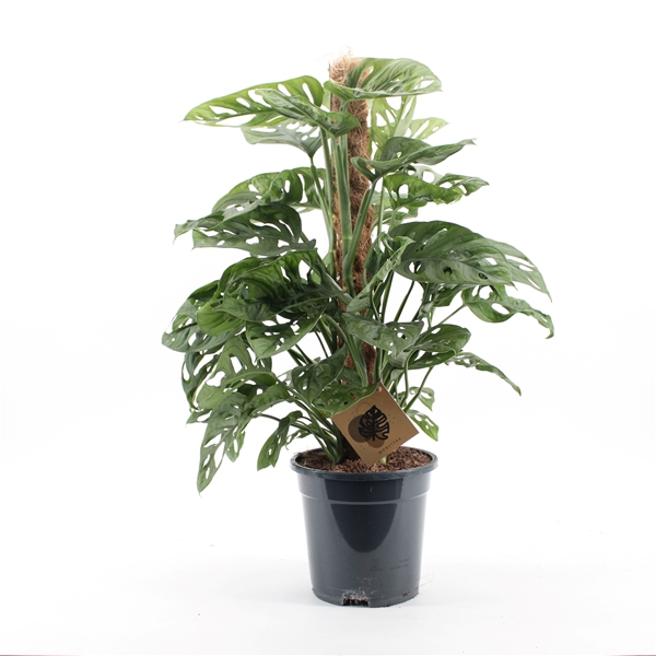Monstera Monkey Leaf Mosstab
