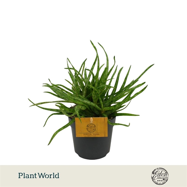 Aloe Spider