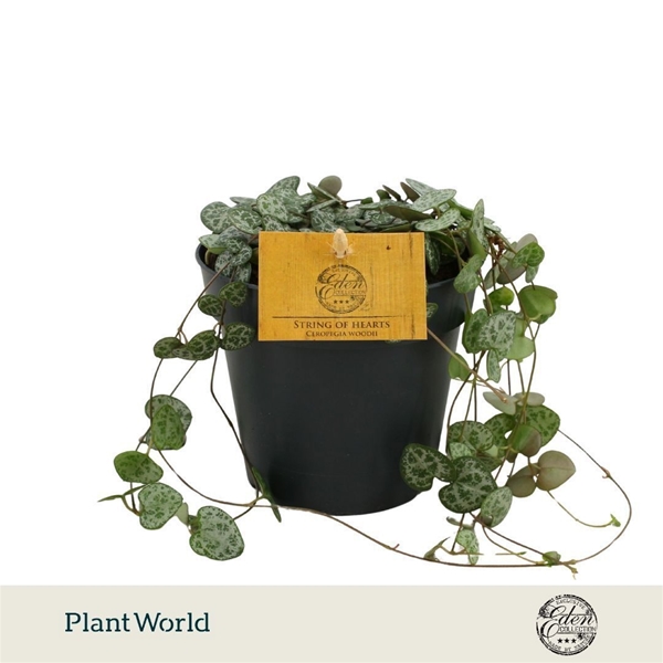 Ceropegia Woodii