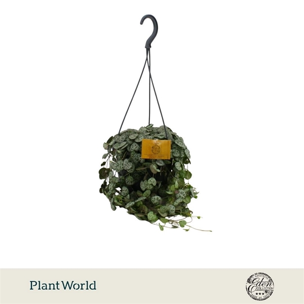 Ceropegia Woodii Ampel