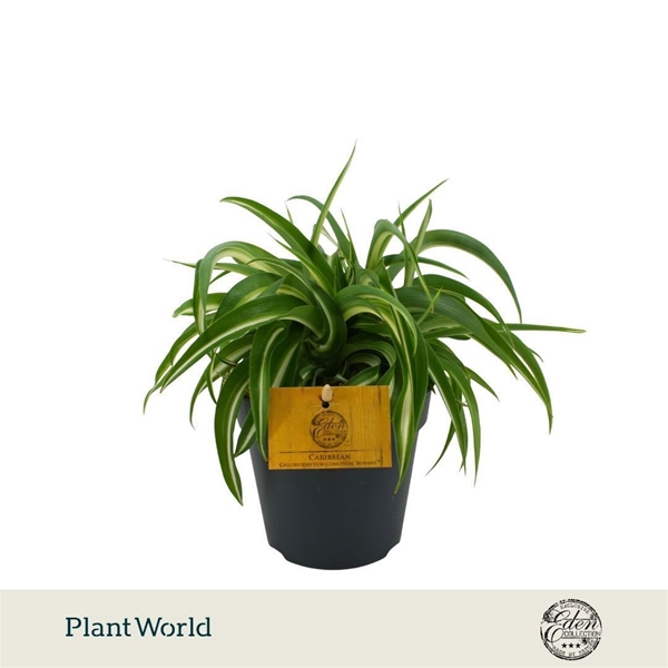 Chlorophytum Comosum Bonnie