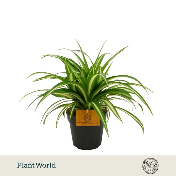 Chlorophytum Comosum Variegatum 