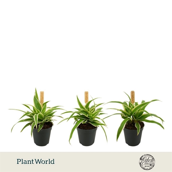 Chlorophytum Comosum Ocean
