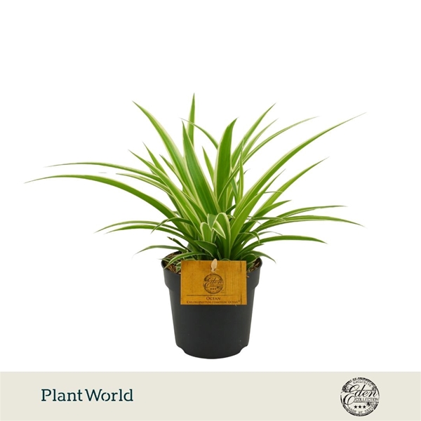 Chlorophytum Comosum Ocean