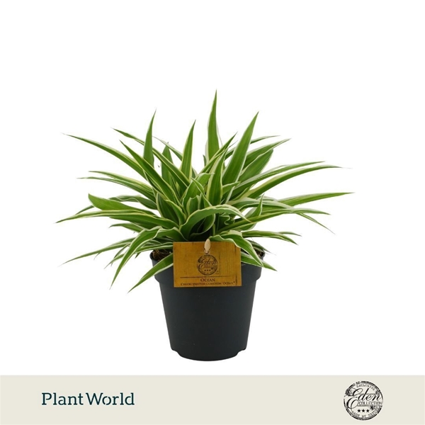 Chlorophytum Comosum Ocean