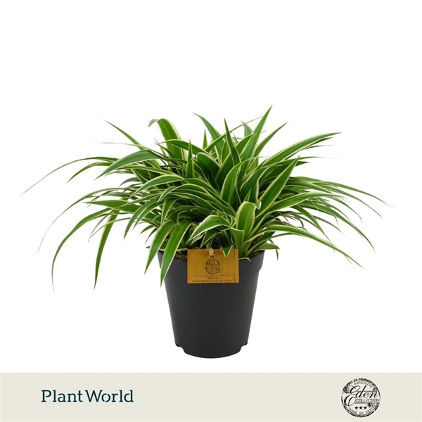 Chlorophytum Comosum Ocean