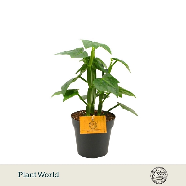 Cissus Quadrangularis 