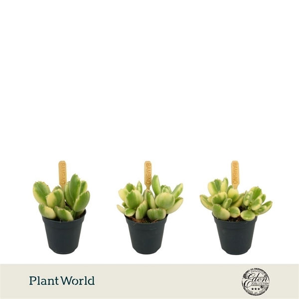 Cotyledon Ladiesmithiensis Variegated 