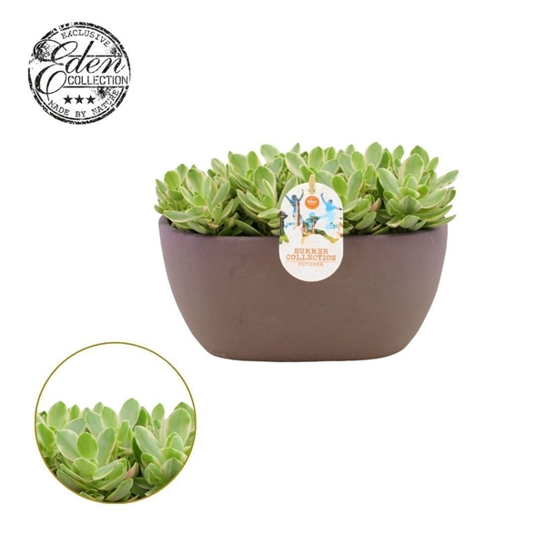 Crassula Moneymaker Variegata Summer Collection
