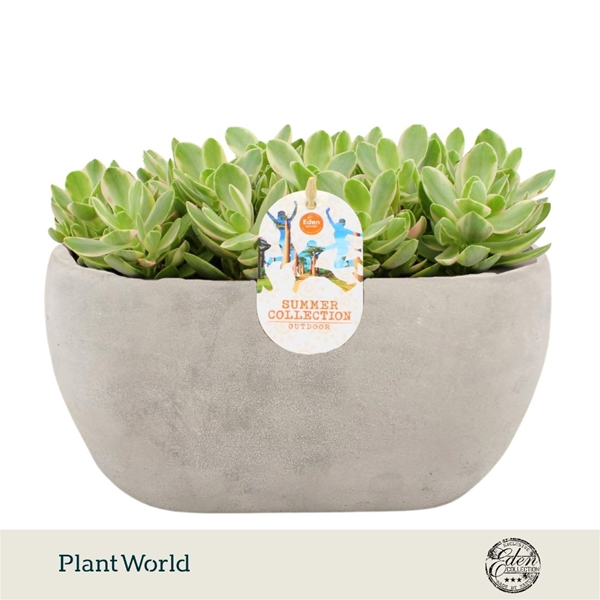 Crassula Moneymaker Variegata Summer Collection