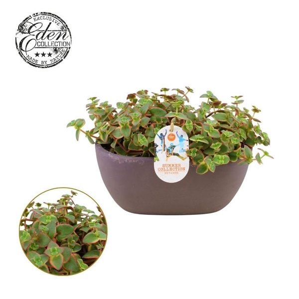 Crassula Pellucide Variegata Summer Collection